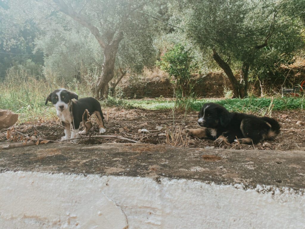 41E7254E 0FDE 450C A1CC AD1A9504421B