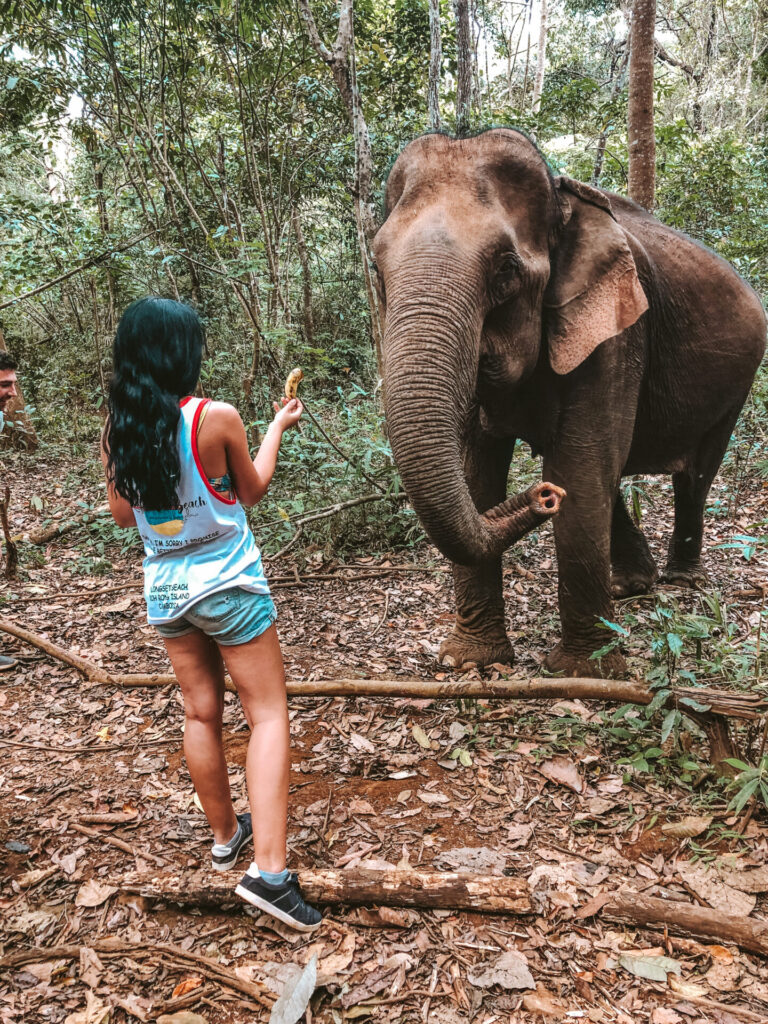 Visiting Mondulkiri Project Elephant Sanctuary 3 me feeding an elephant