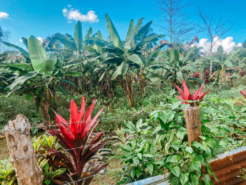 tropical island plants