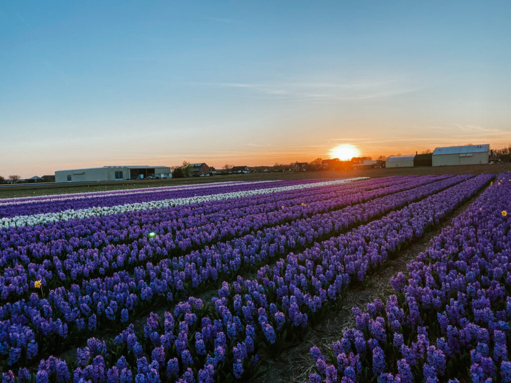 The Ultimate Guide to Visiting Tulip Fields in the Netherlands 12 3DE4FEBE 2926 40FA AE94 85818892A3F3