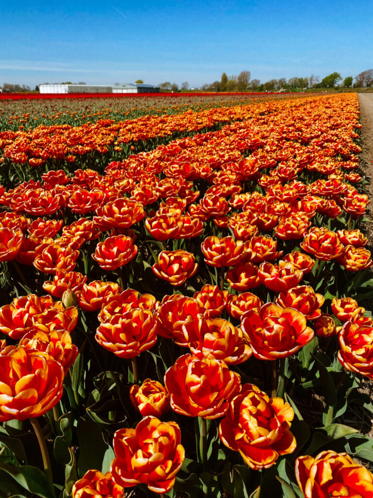 The Ultimate Guide to Visiting Tulip Fields in the Netherlands 9 5A4718EF 1A74 4C70 975E 8547D64A5C6B