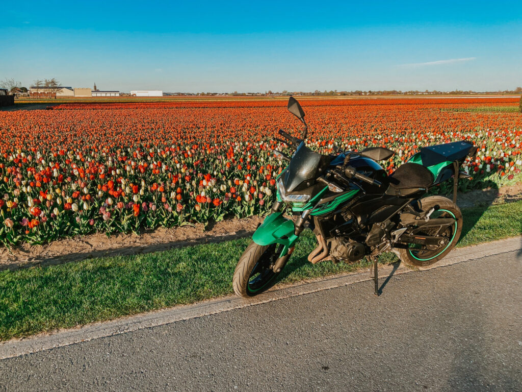 The Ultimate Guide to Visiting Tulip Fields in the Netherlands 15 motorcycle in tulip fields netherlands