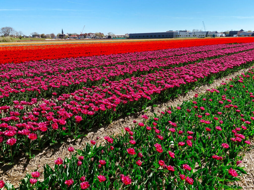 The Ultimate Guide to Visiting Tulip Fields in the Netherlands 11 F791F0A9 1878 46CB 9AB4 48AB4C151D4F