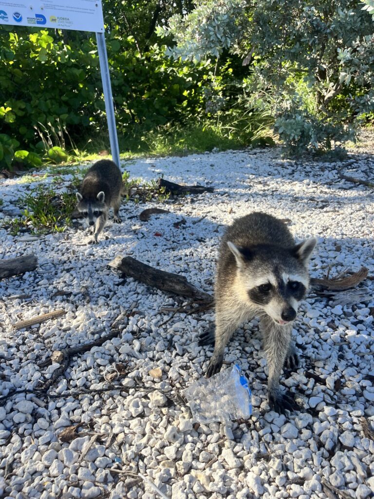 How to Visit the Raccoon Island (Sandspur Island) in Miami 15 How to Visit the Raccoon Island (Sandspur Island) in Miami
